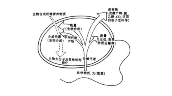 微生物污水處理菌種分類及作用