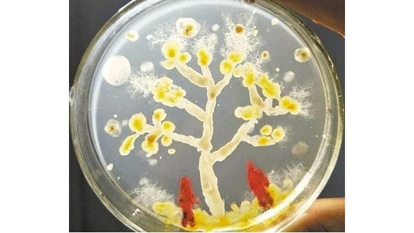微生物是通過何種方式將廢水中的有機(jī)污染物分解去除掉的？