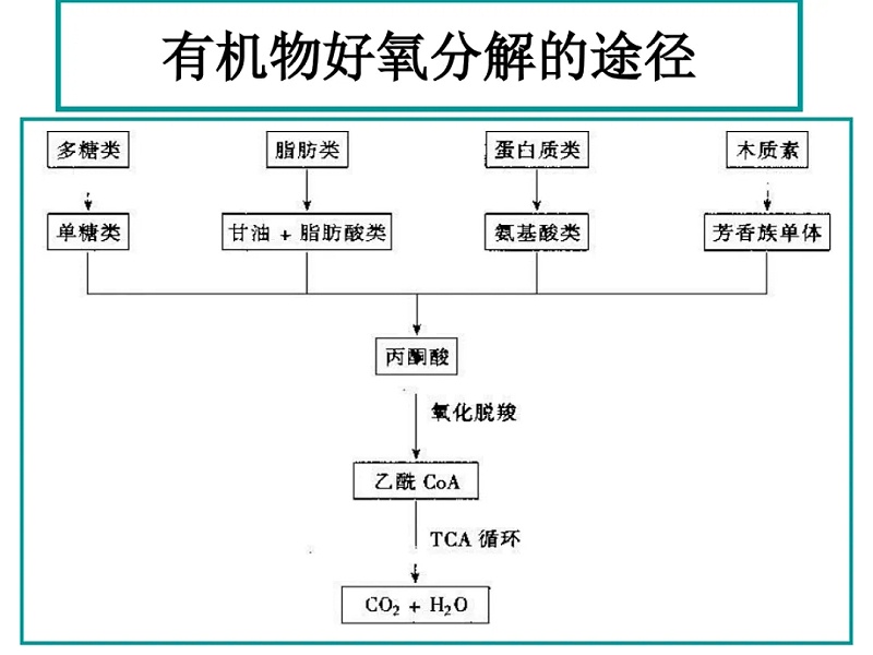 有機(jī)物好氧生物降解示意圖.webp